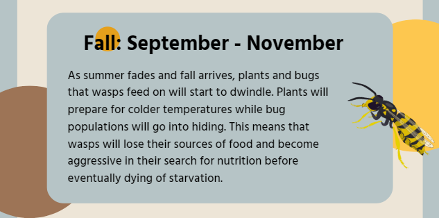 Wasp activity and behavior during Fall season that falls between September through November