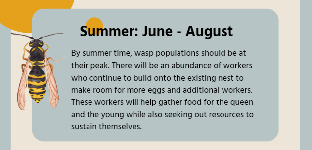 Wasp activity and behavior during summer season that falls between June through August
