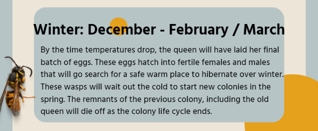 Wasp activity and behavior during Winter season that falls between December through March