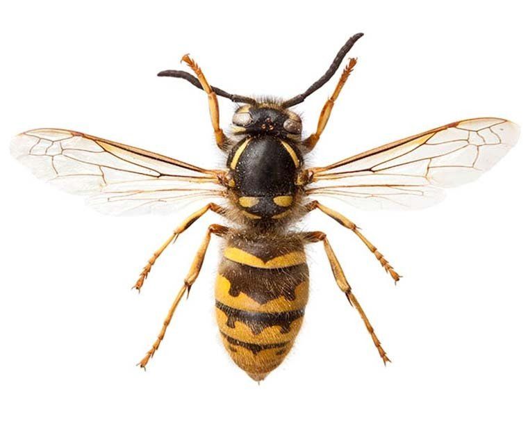Get Rid Of Wasp Nests