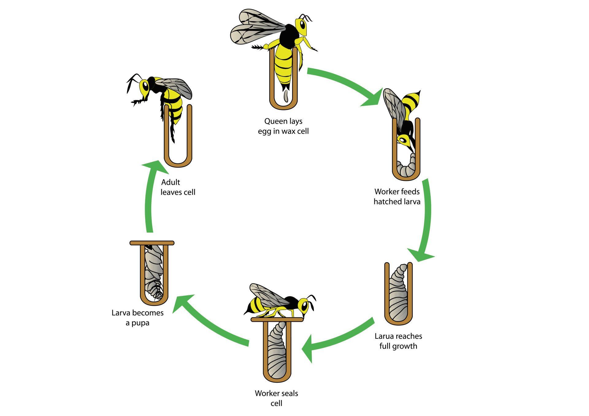 life cycle of a wasp nest