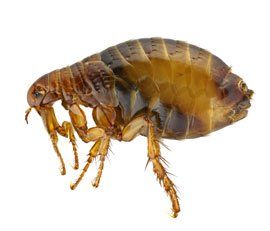 flea-information