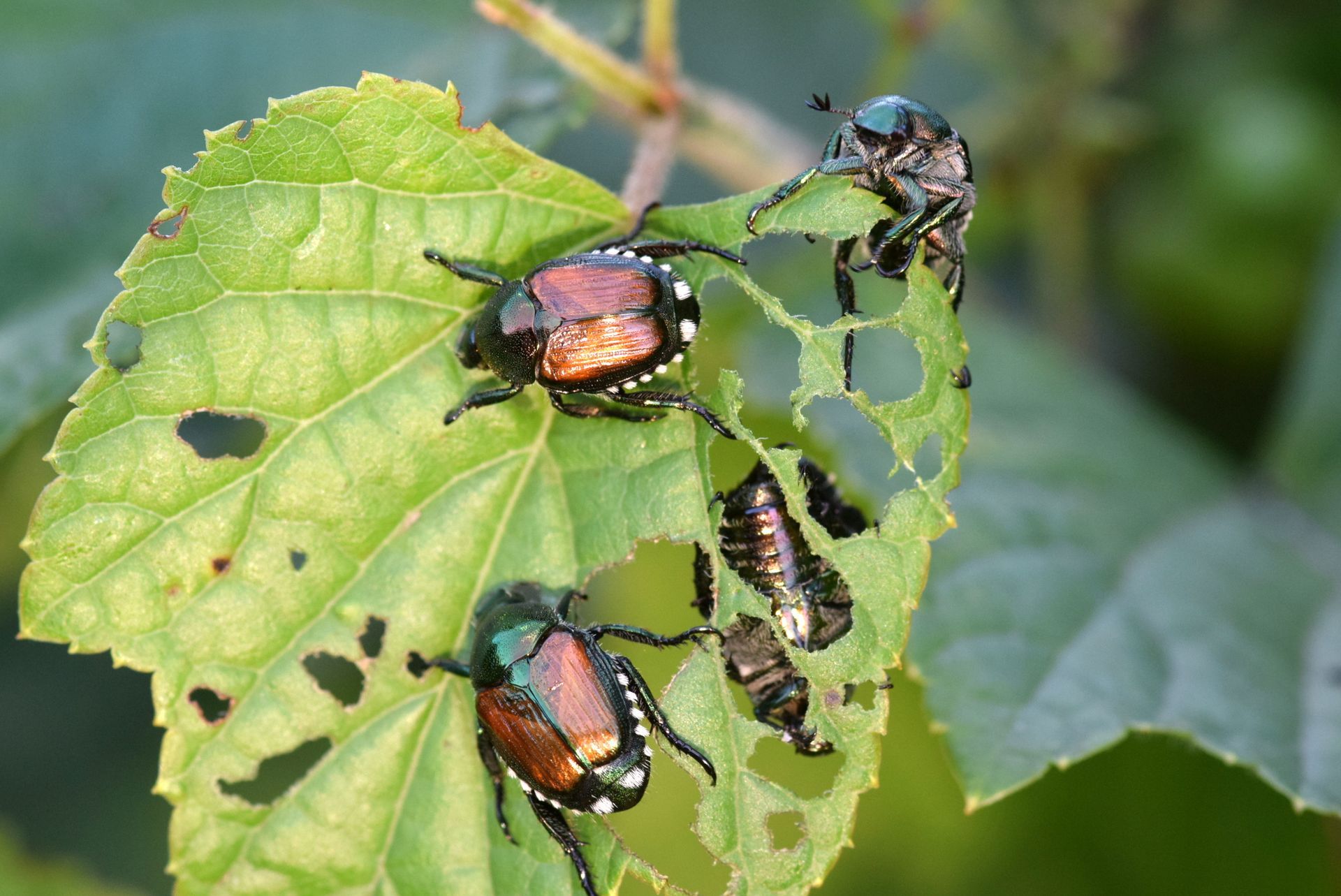 japanese beetles