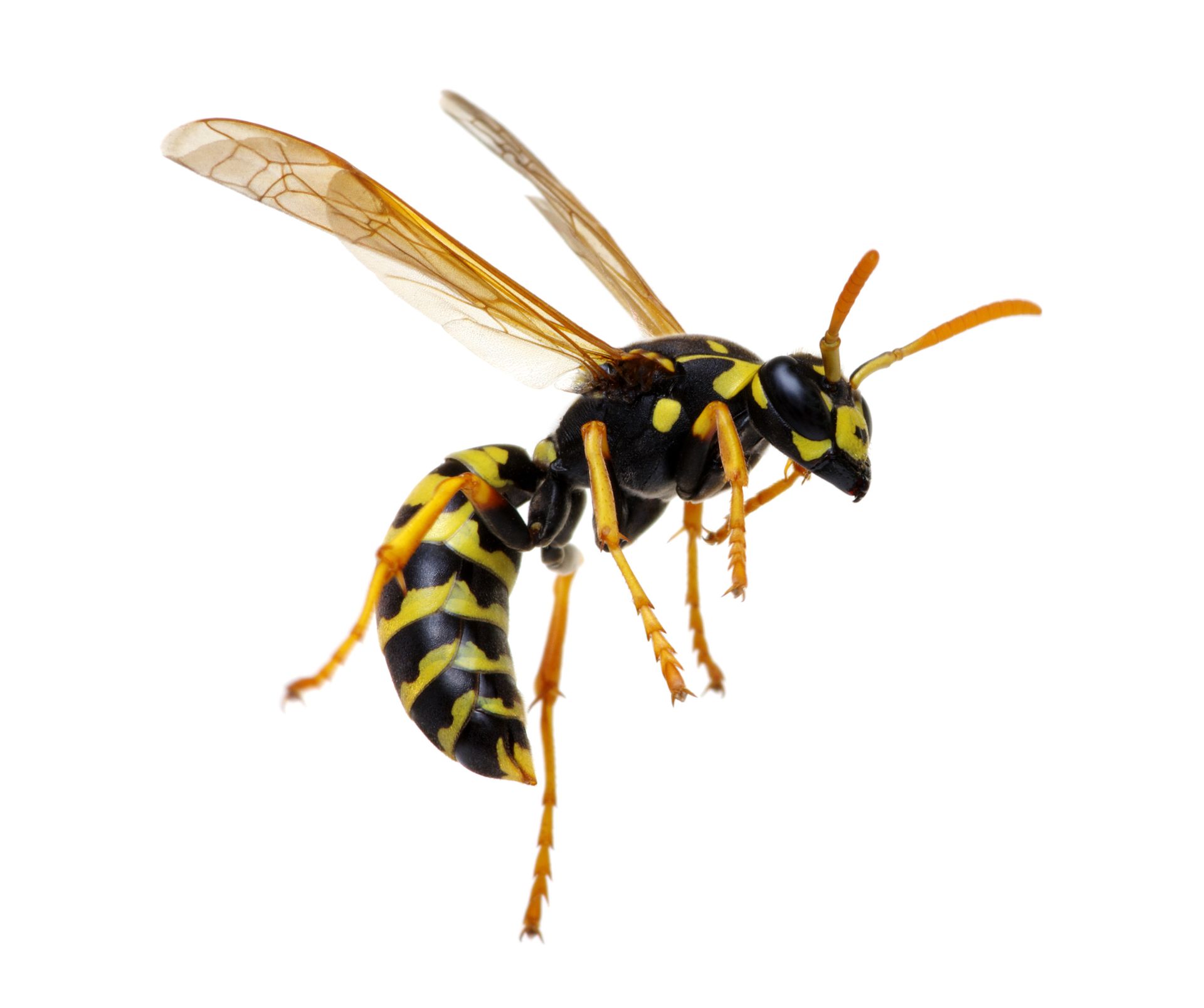 wasp facts