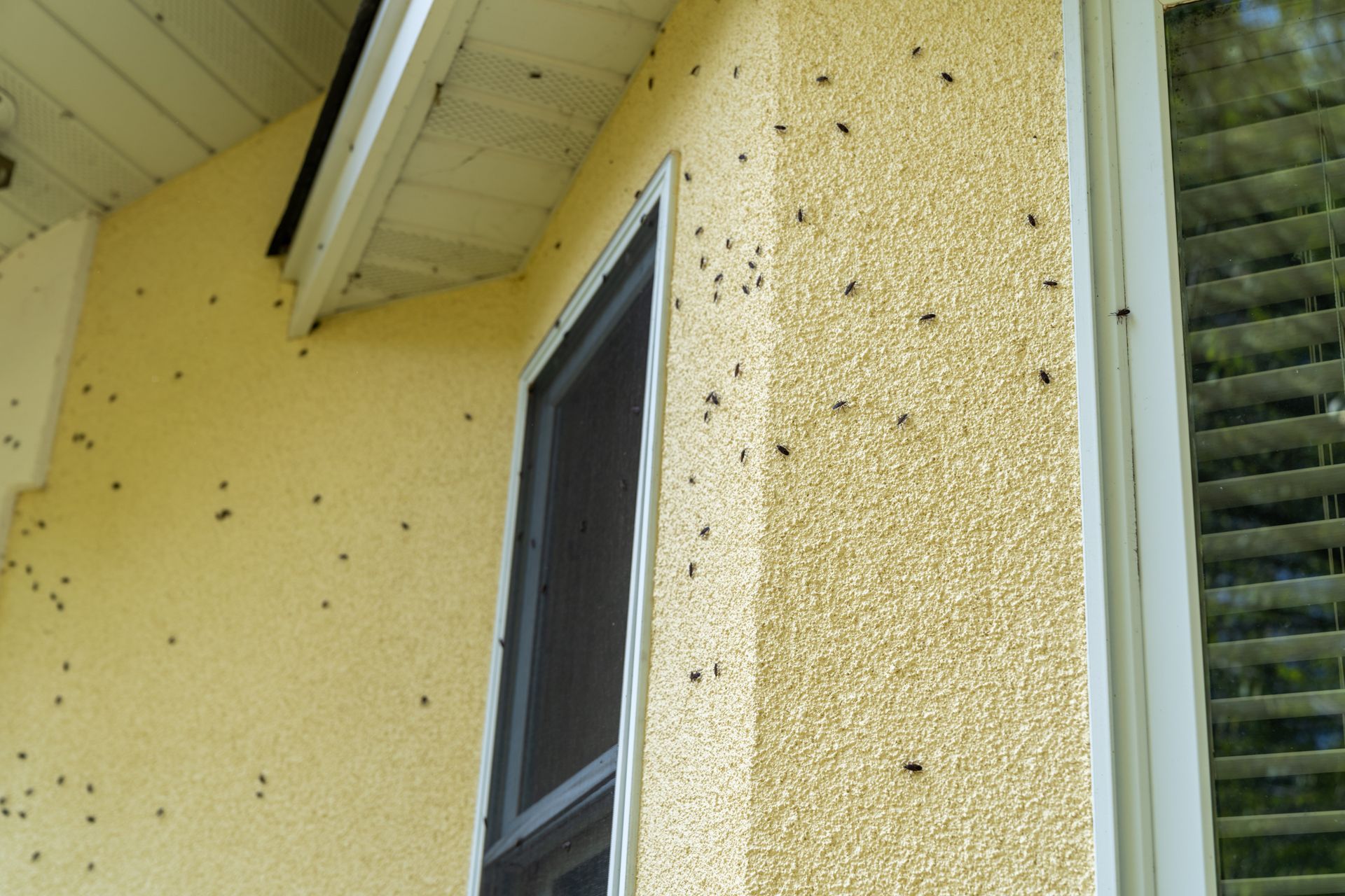 image of boxelder bug swarming a house