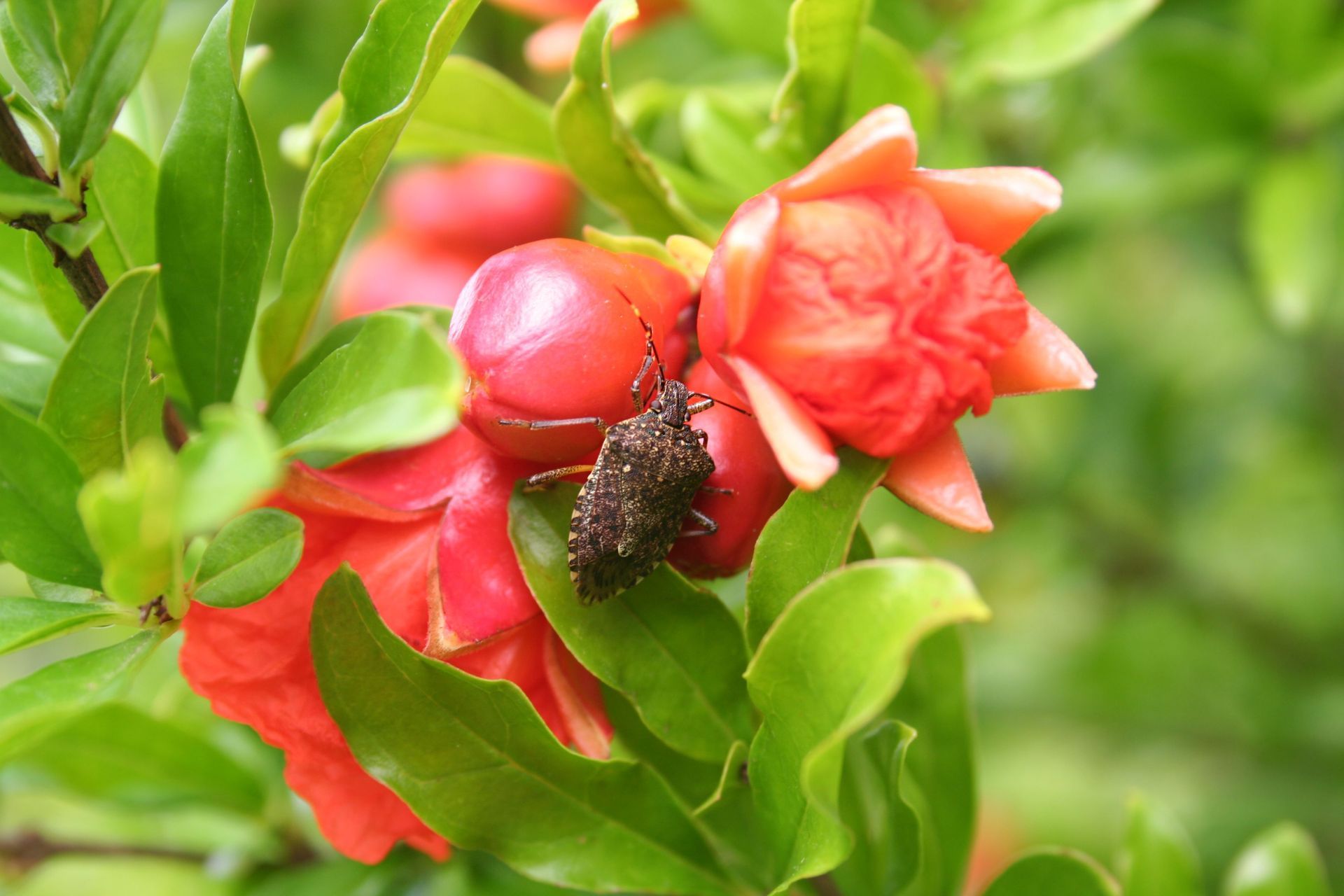 image of a stink bug attracted to flowers