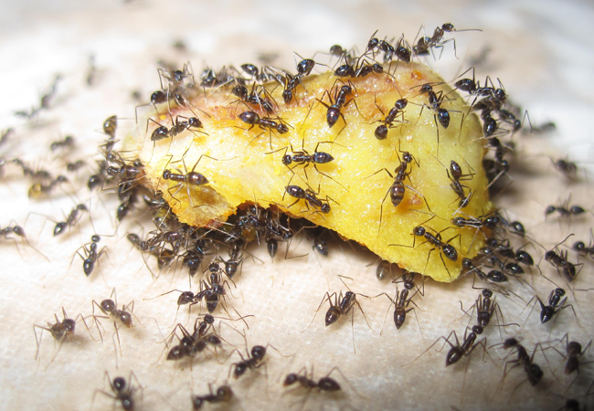 What Do Ants Eat And Drink In Your House Ants Diet Information
