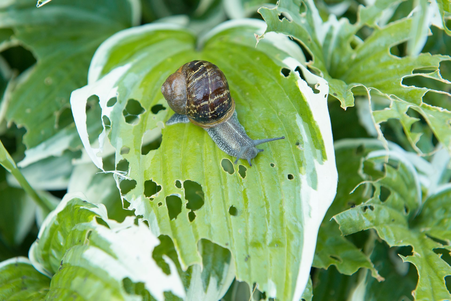 snail diet