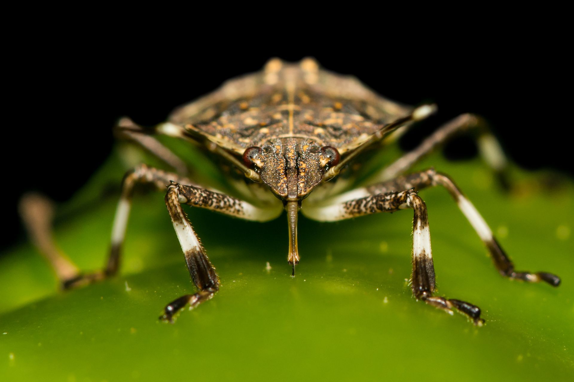 image of a stink bug eating