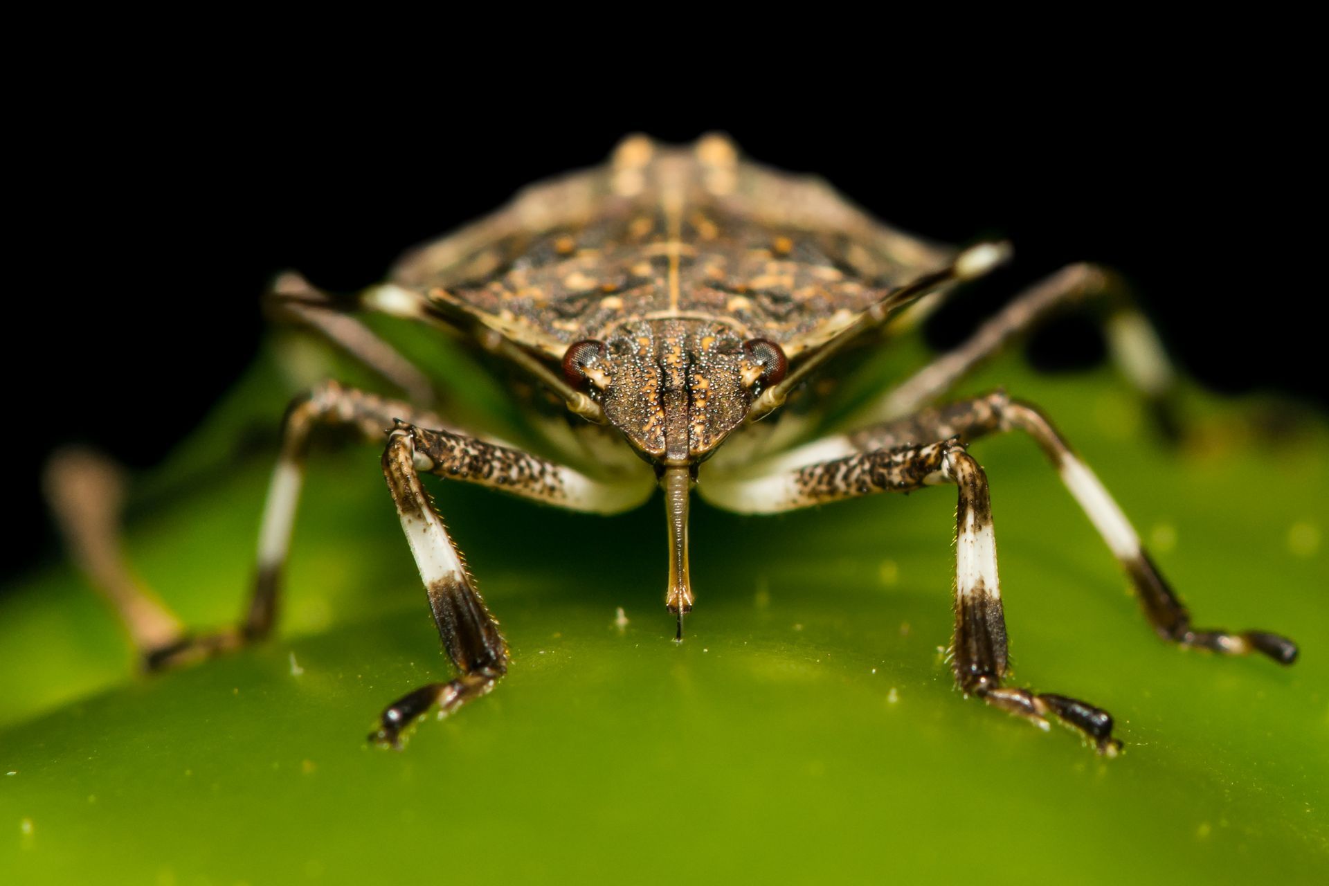 How To Get A Stink Bug Out Of Your Room Without Touching It