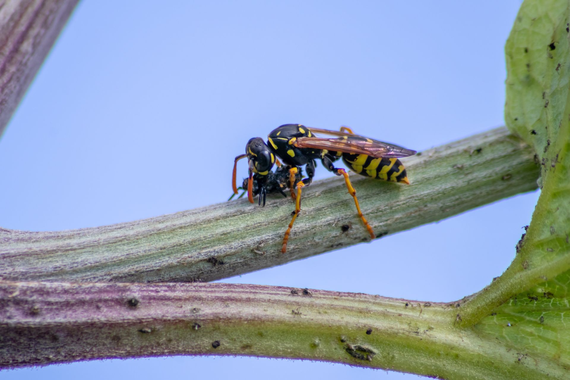 yellow jacket eating a lady bug larvae