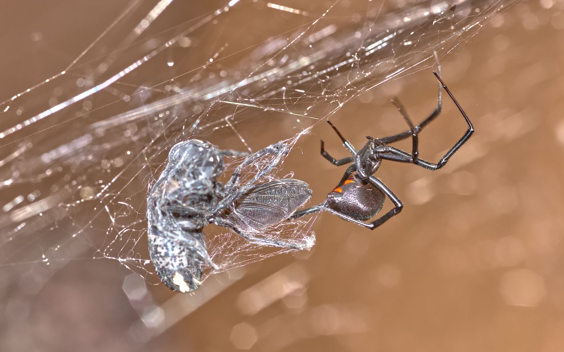 black widow feeding