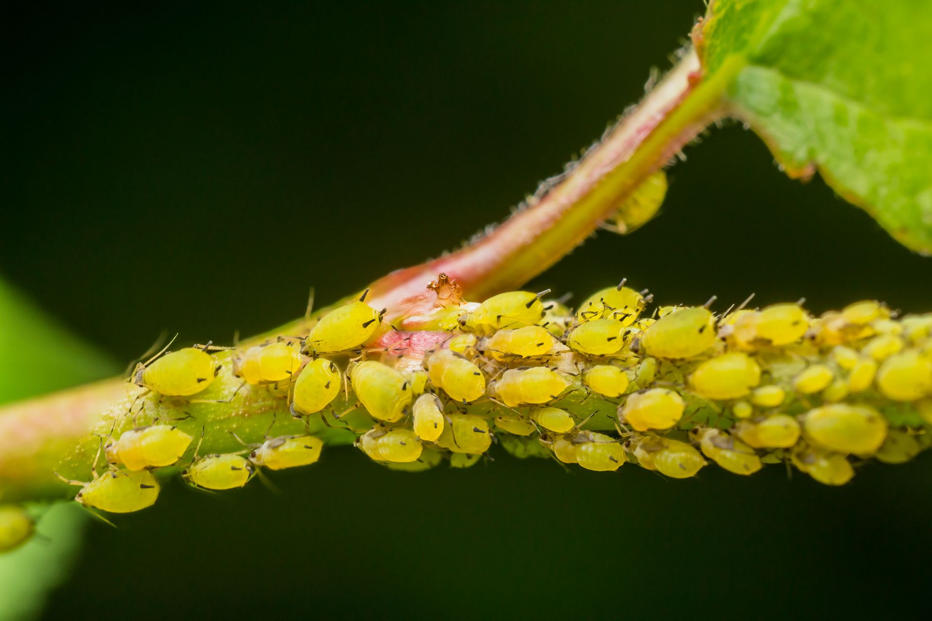 What do aphids look like