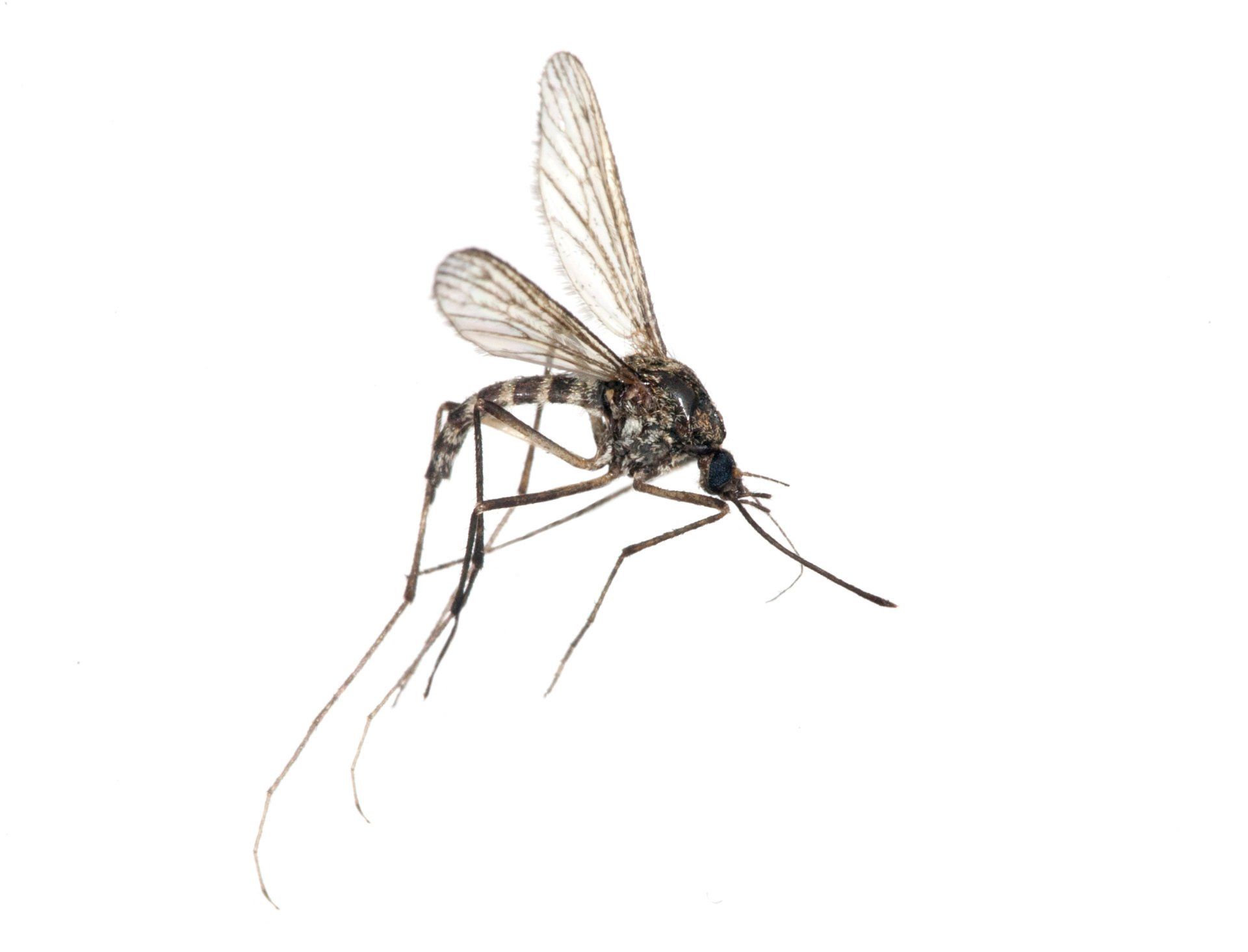 What are Mosquitoes and What Do They Do? EcoGuard