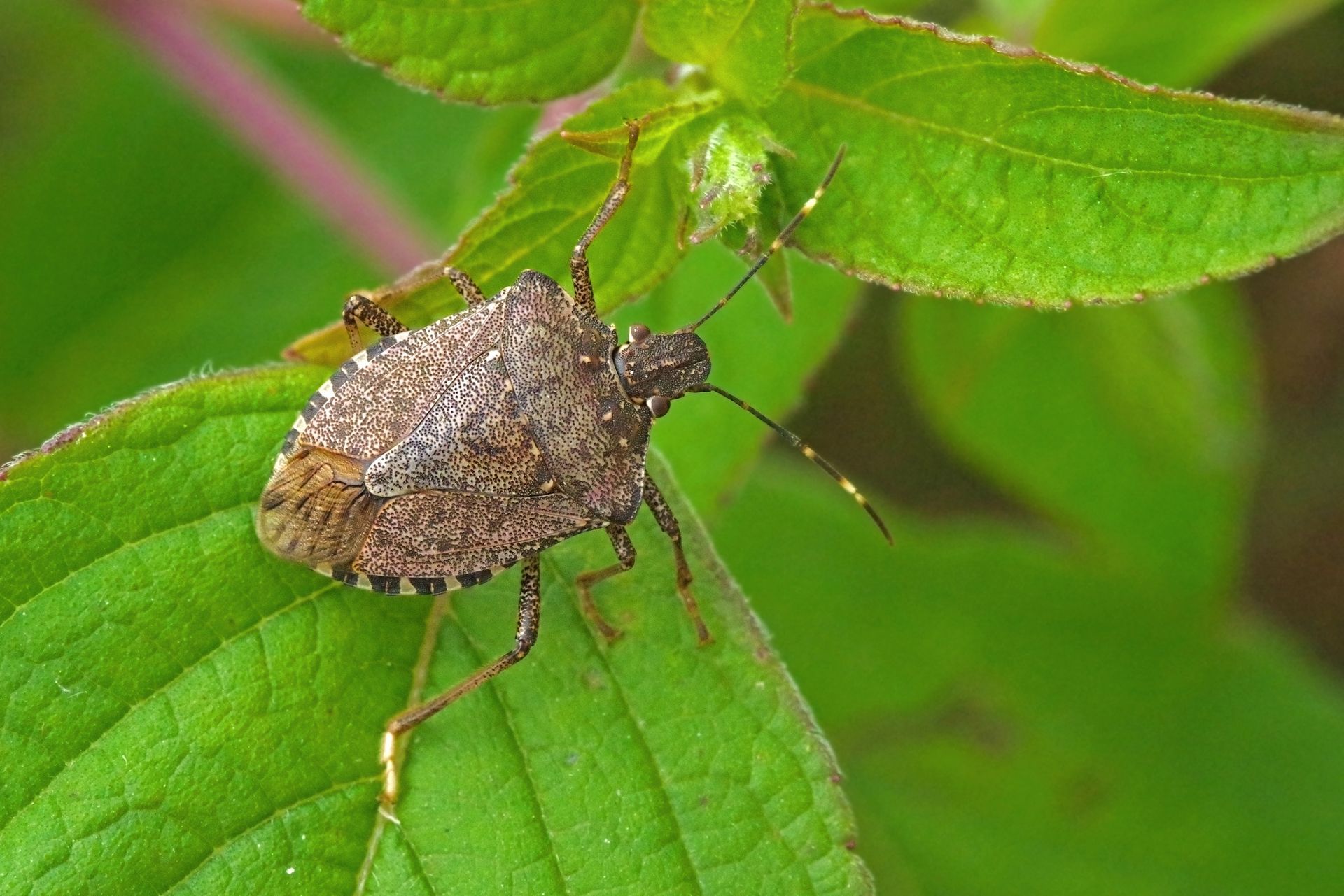 What Are Stink Bugs? Stink Bug Facts & Information
