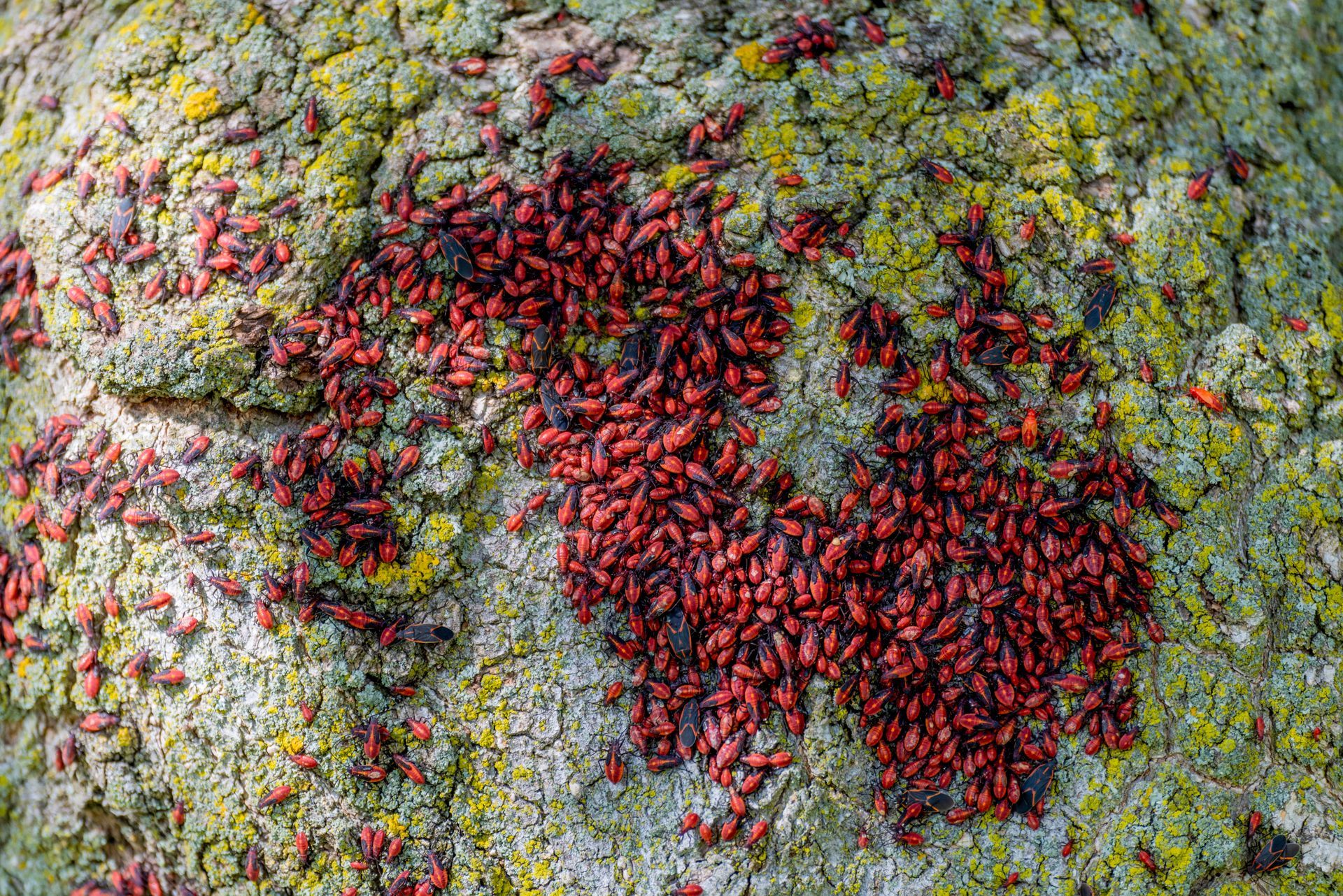 image of boxelder bugs on a tree
