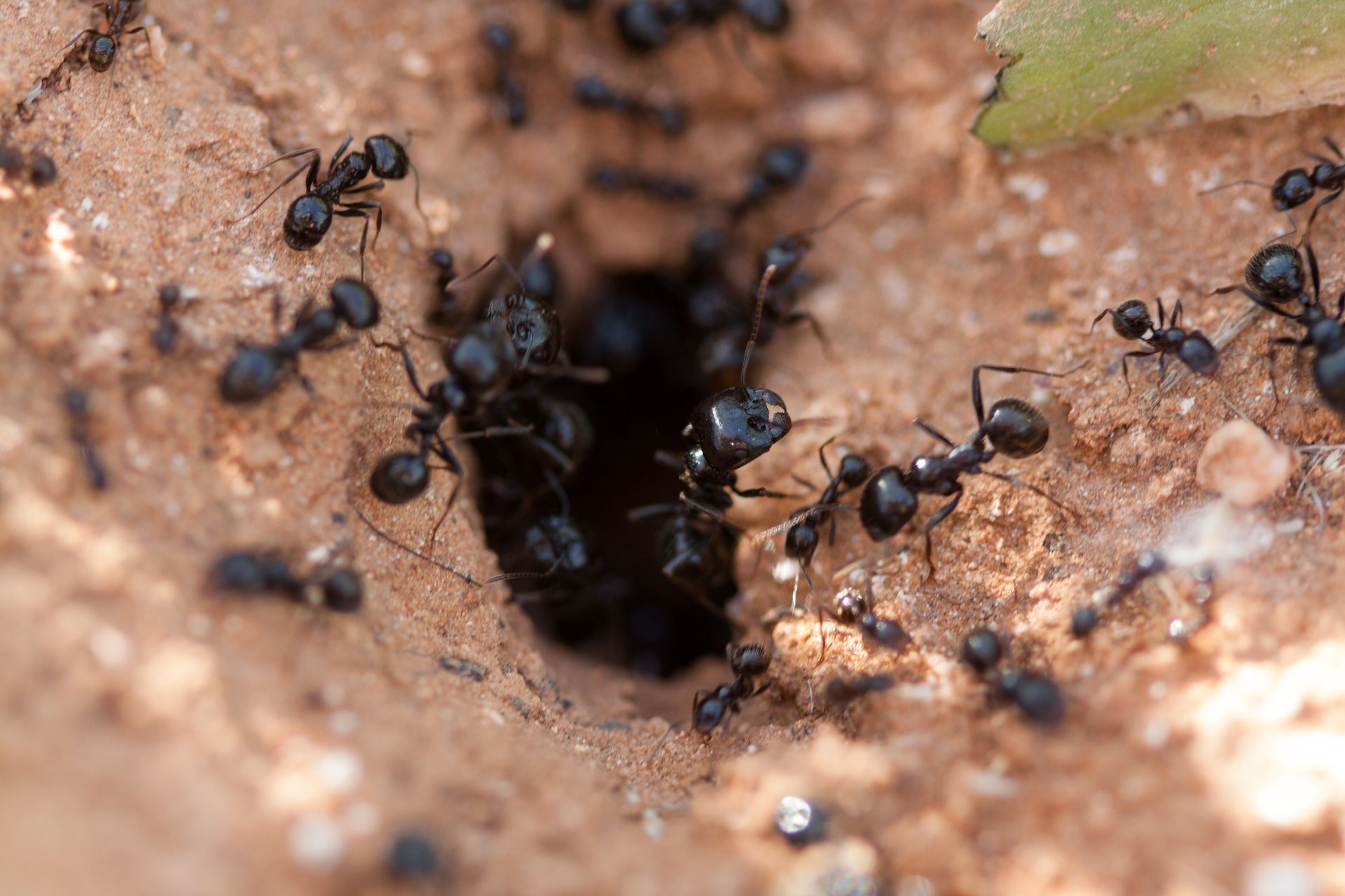 ant colony