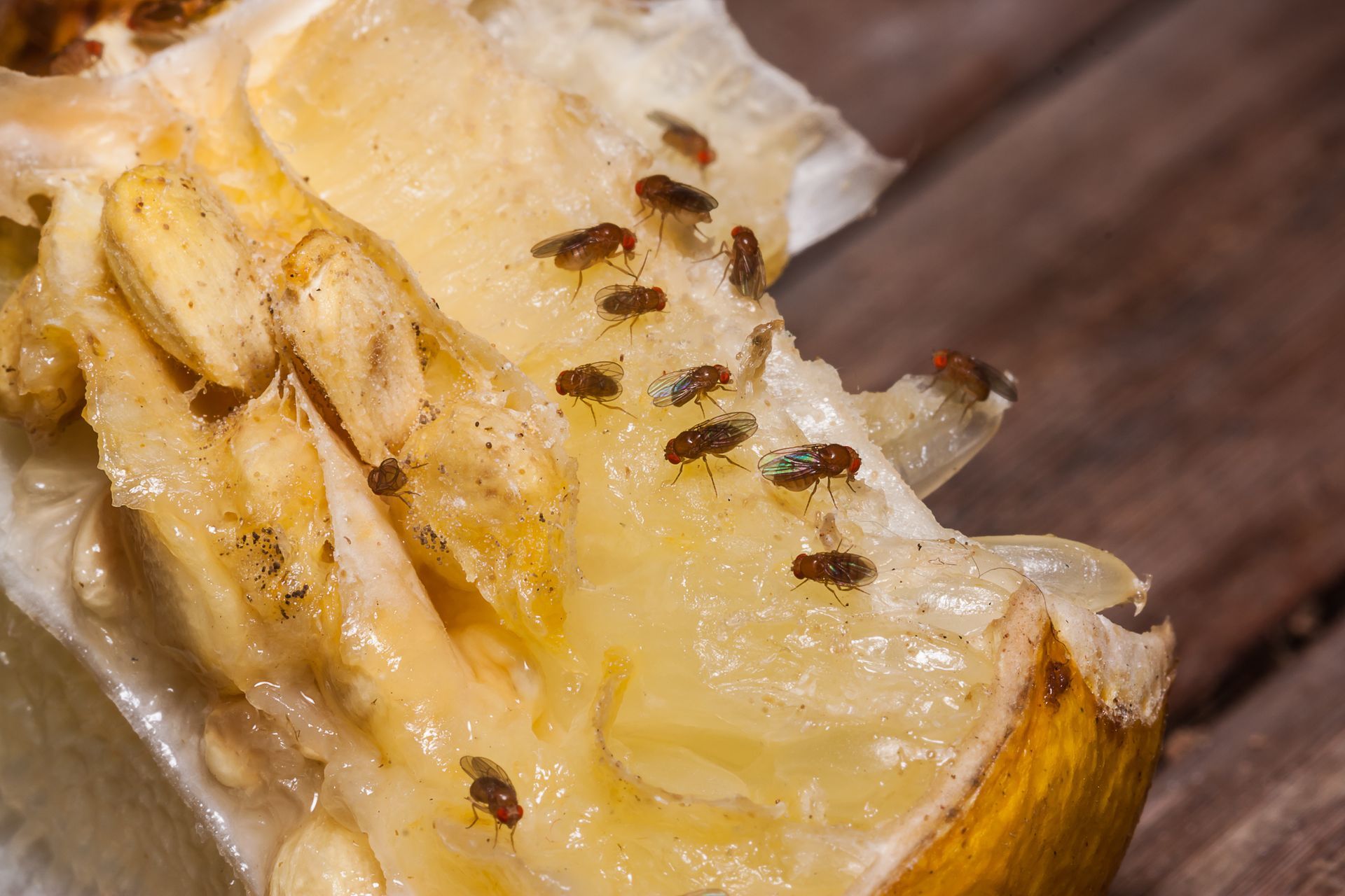 flies on fruit