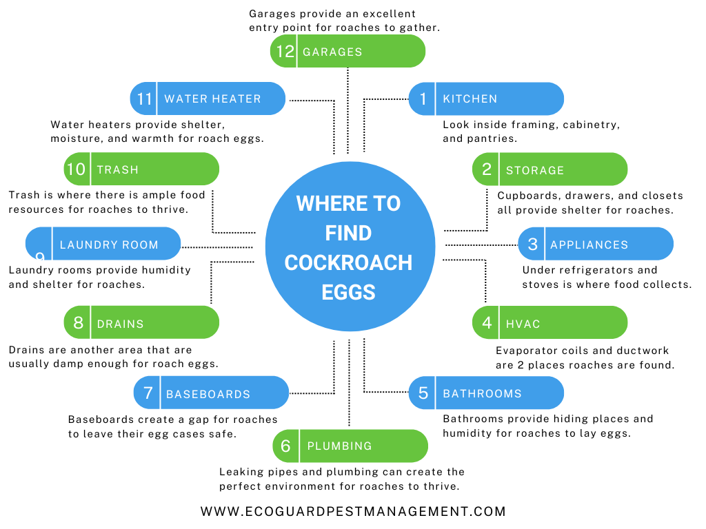 Diagram that highlights 12 places to look for cockroach eggs