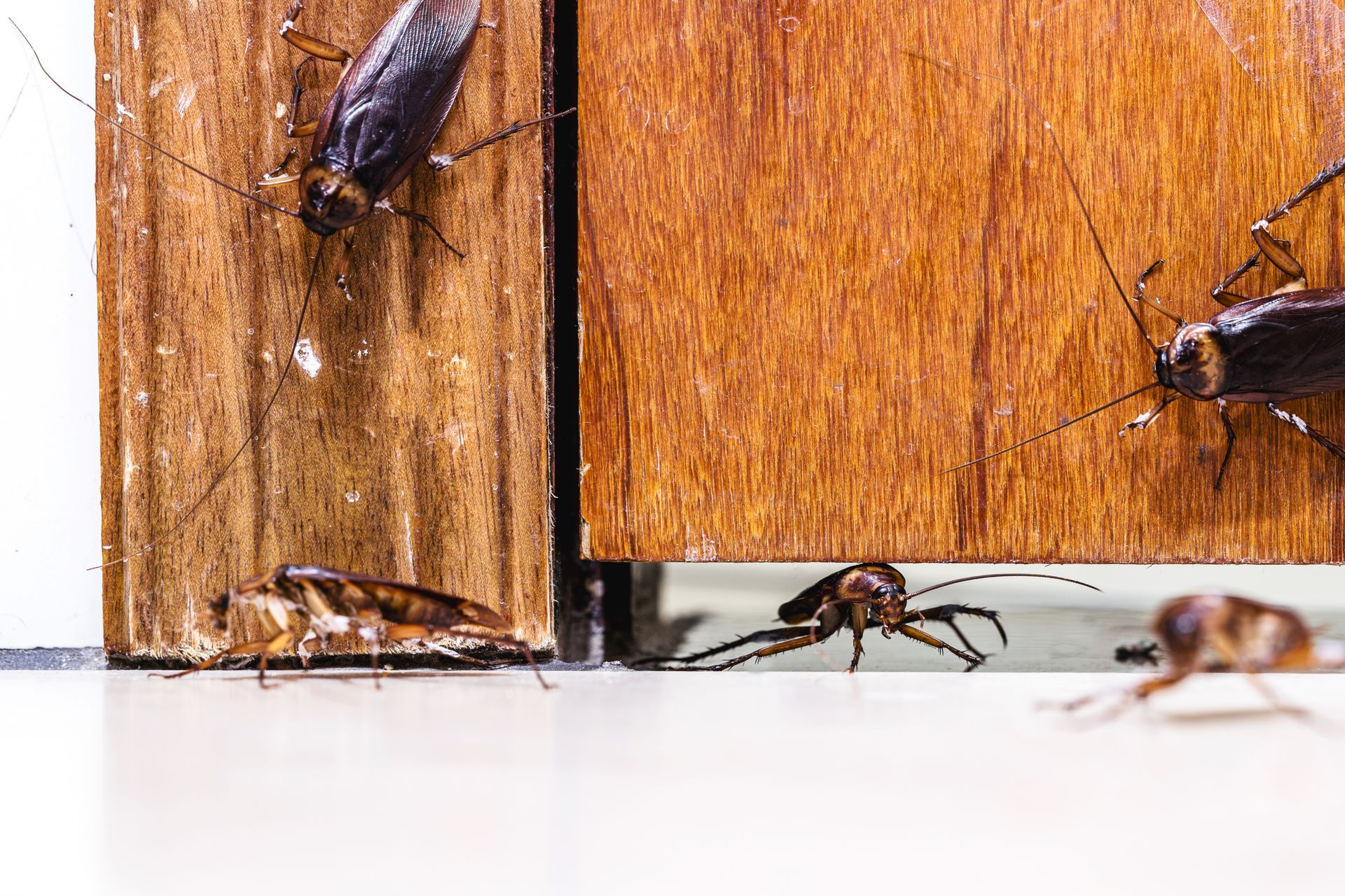 cockroachesentering  house