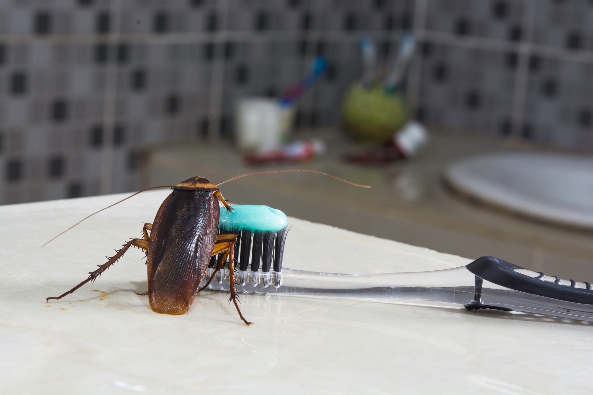 cockroach in house
