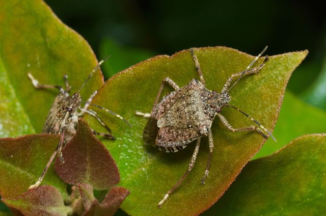 Why Do Stink Bugs Smell Bad?