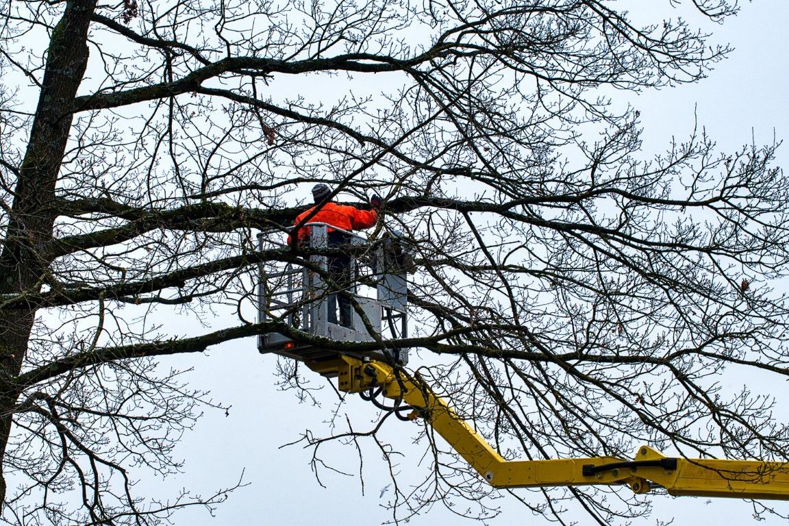 An image of tree cutting services in St. Louis Park, MN