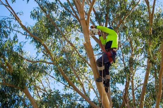 An image of tree trimming and pruning services in St. Louis Park, MN