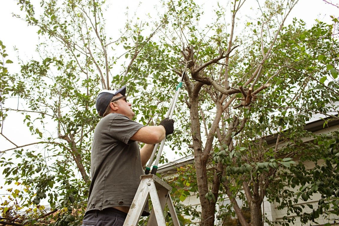 An image of Tree Trimming & Pruning Services in St. Louis Park MN