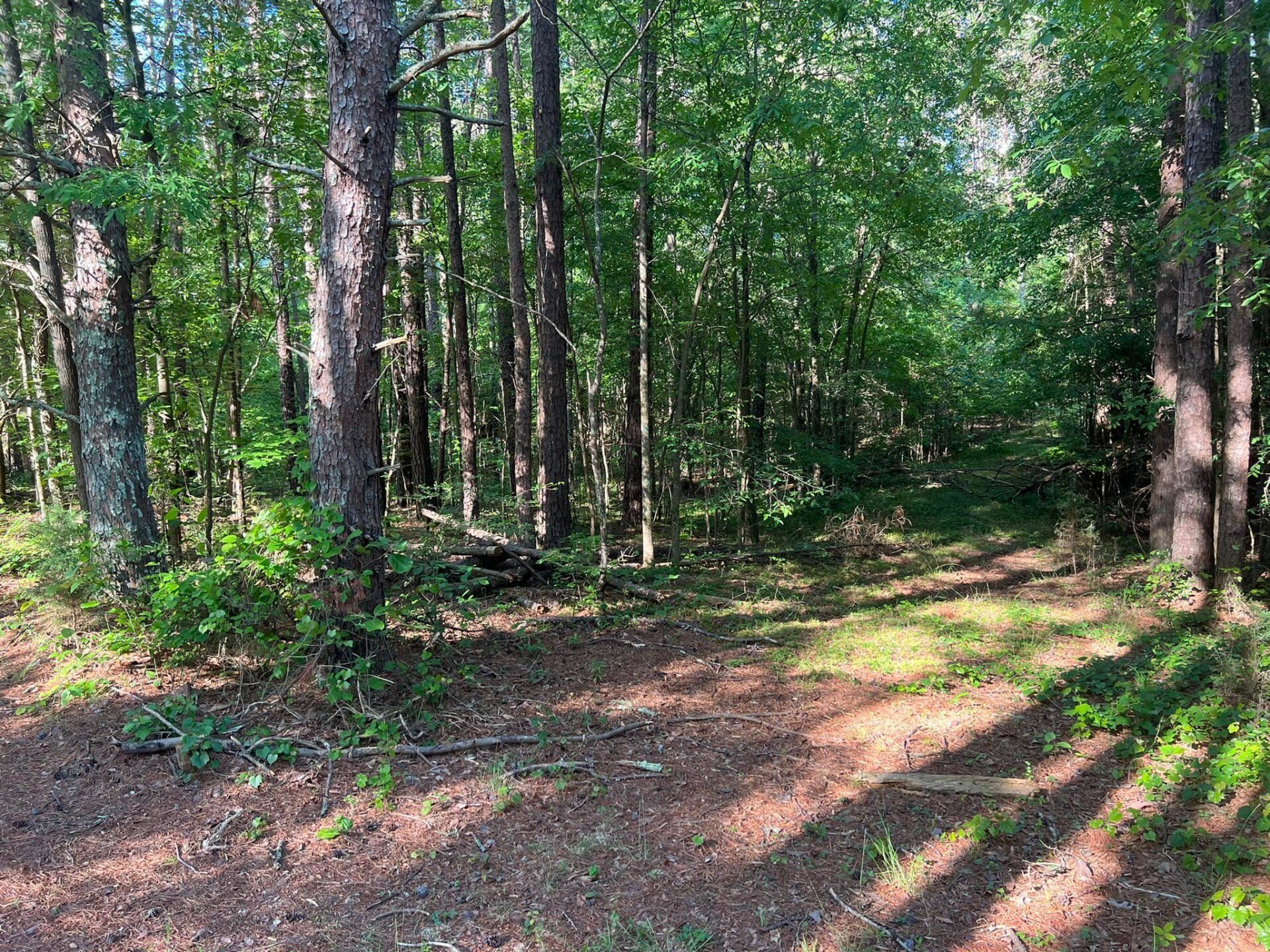 Forest Plot — Archdale, NC — SDJ Land Management, Inc.