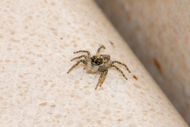 Tiny Jumping Spider — Dublin, VA — Brown Exterminating Co.