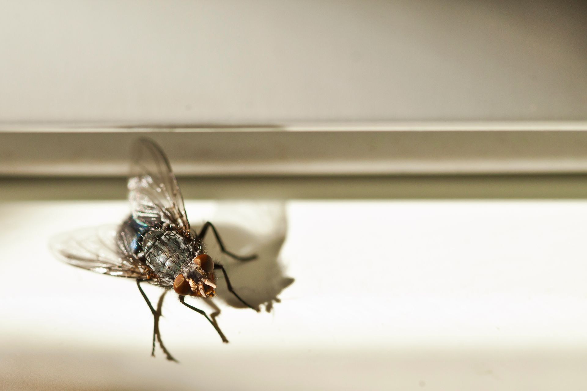 Close-Up of A Housefly — Dublin, VA — Brown Exterminating Co.