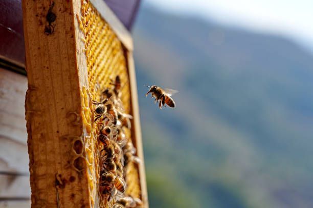 Bees Fly on The Honeycomb — Dublin, VA — Brown Exterminating Co.