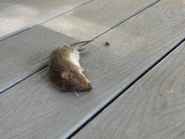 Dead Rodent — Dublin, VA — Brown Exterminating Co.