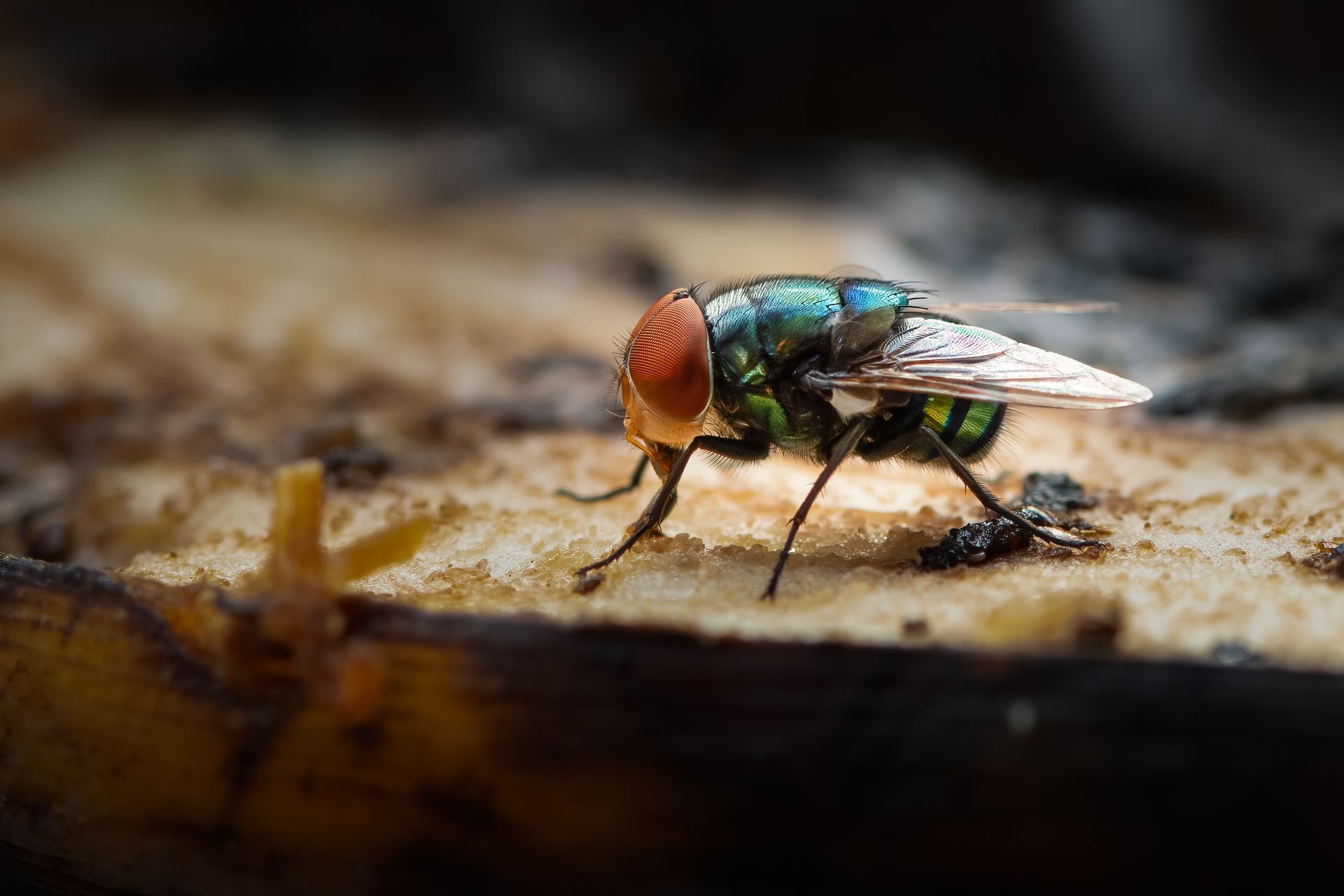 Green Housefly — Dublin, VA — Brown Exterminating Co.