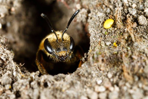 Wild Bee in Her Nest — Dublin, VA — Brown Exterminating Co.
