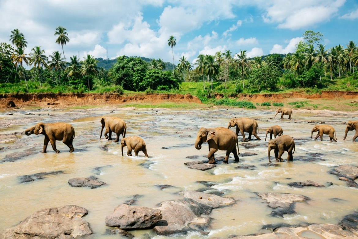 Sri Lanka Tour