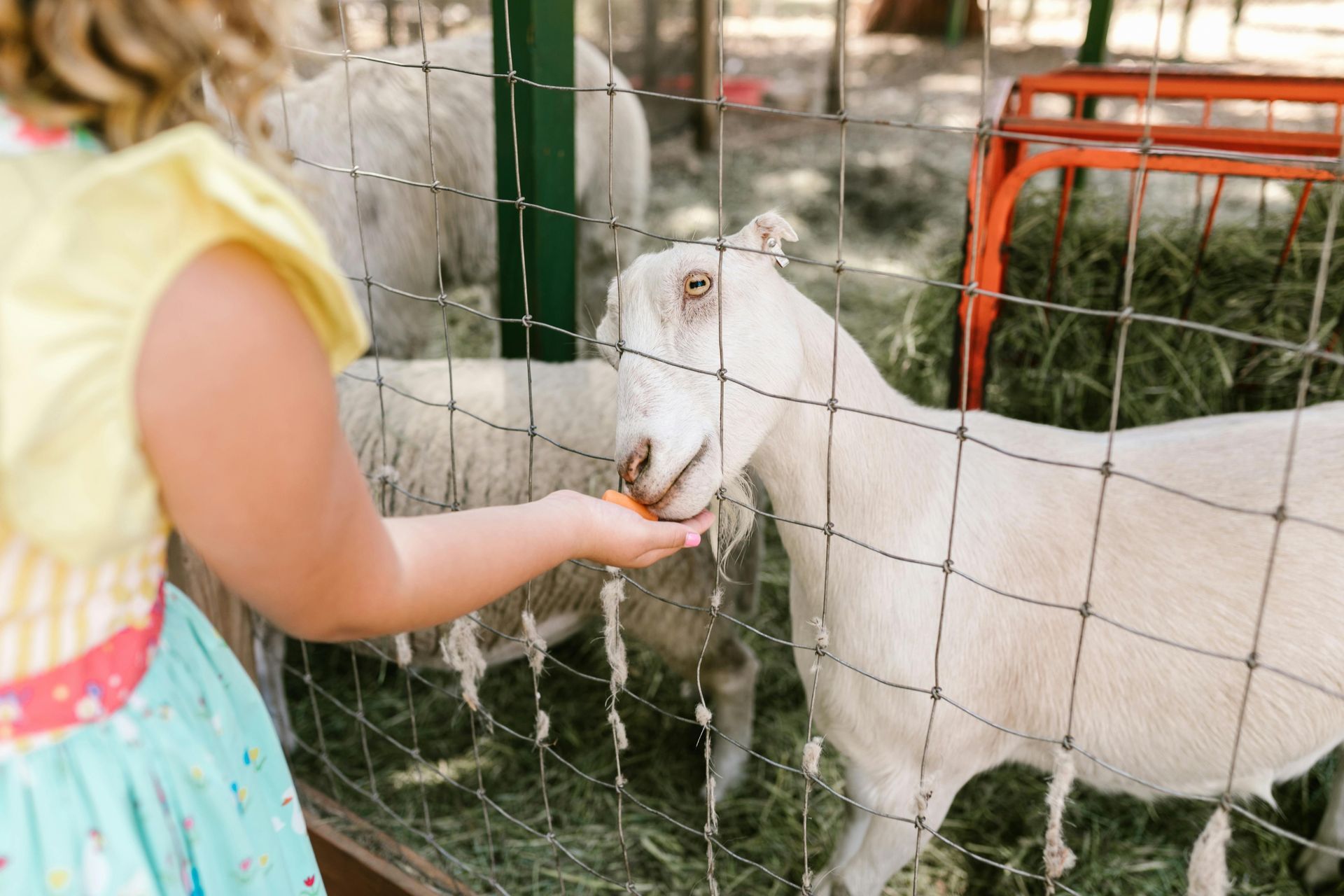 A little girl is feeding a goat through a fence.