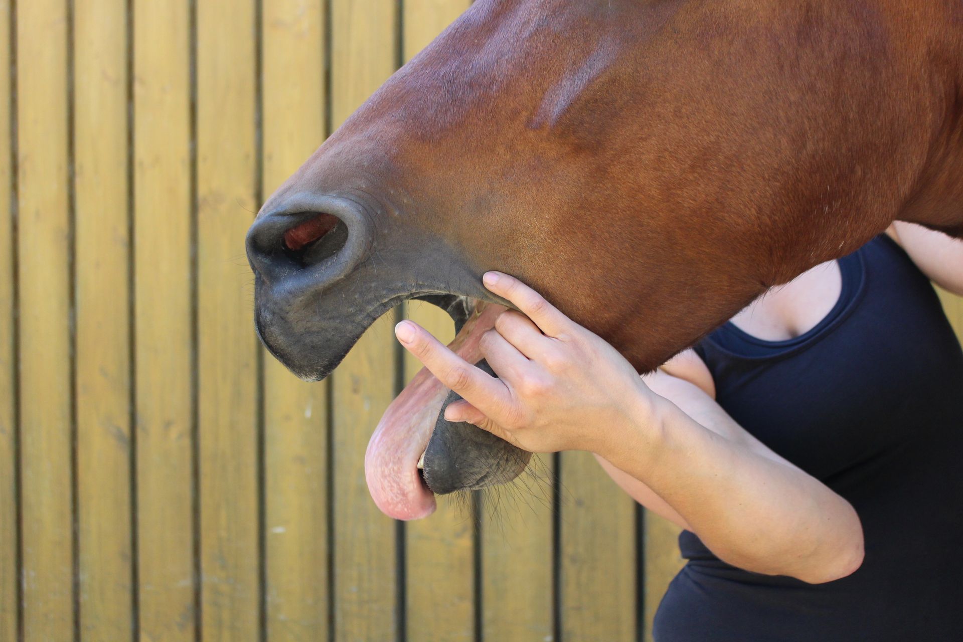 Eine Frau hält ein braunes Pferd, dem die Zunge heraushängt.