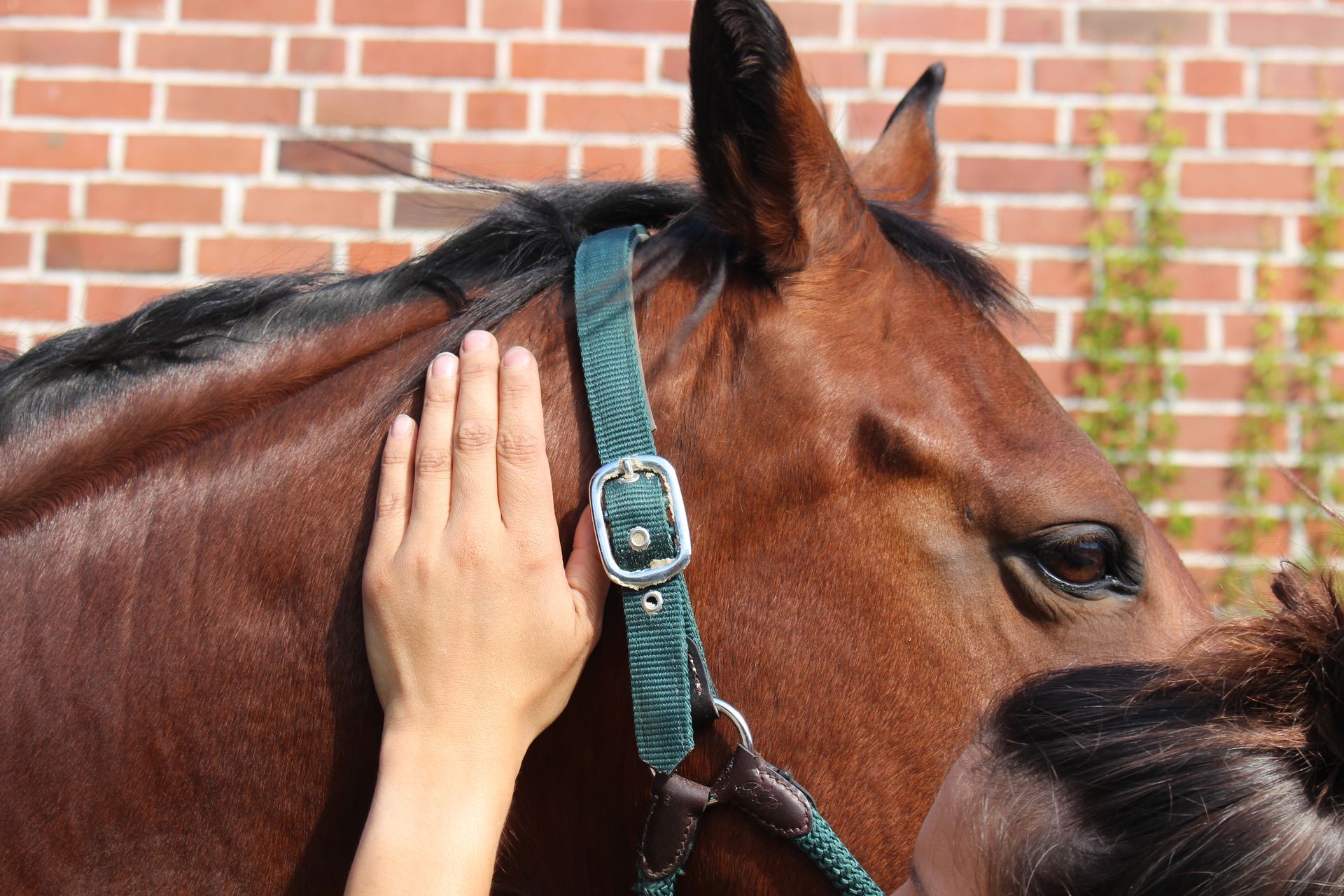 Eine Frau streichelt ein braunes Pferd vor einer Backsteinmauer.