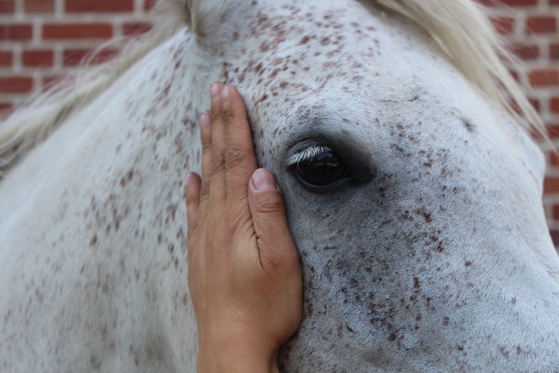 Eine Person berührt das Gesicht eines Pferdes mit der Hand.