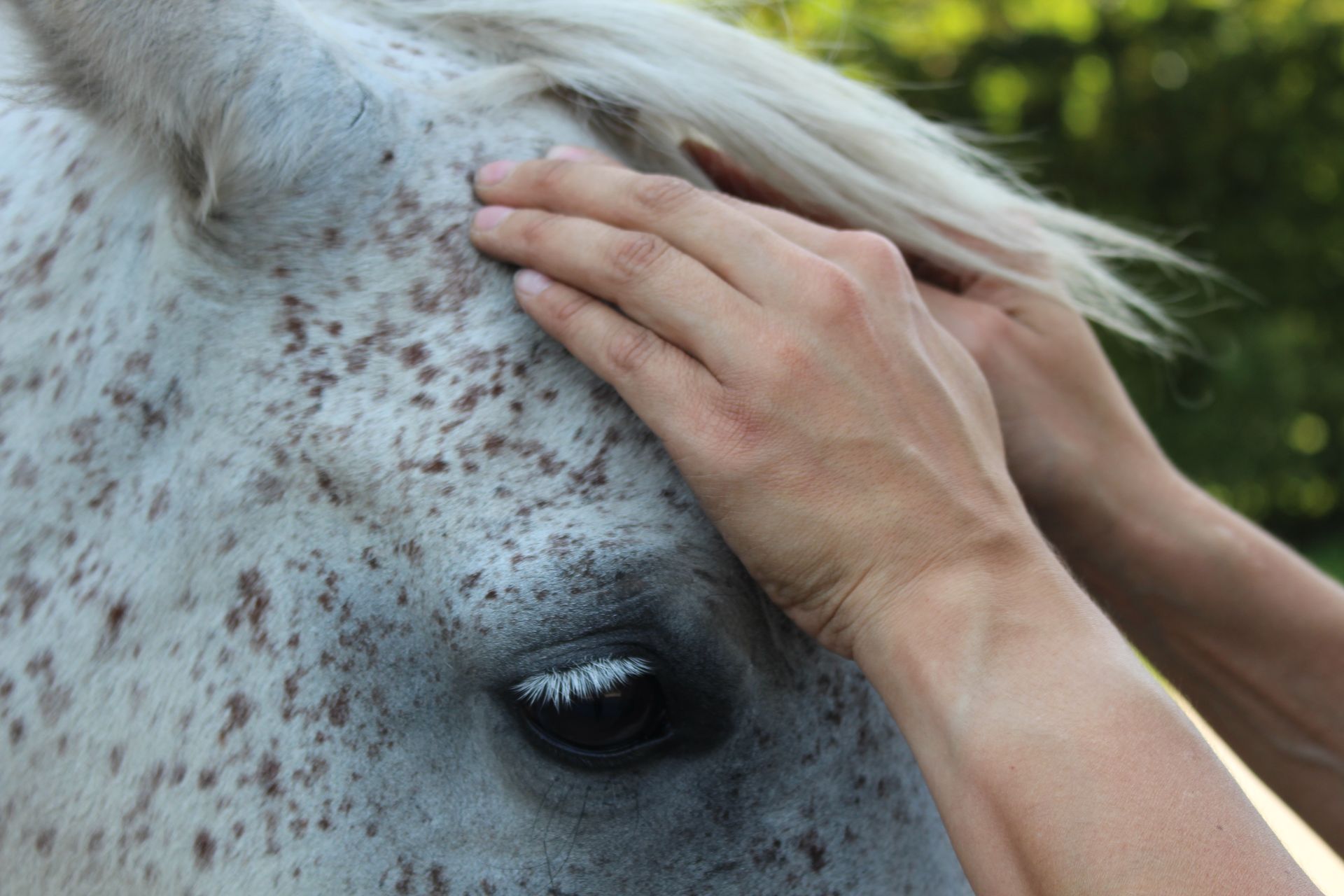 Eine Person streichelt mit ihren Händen den Kopf eines Pferdes.