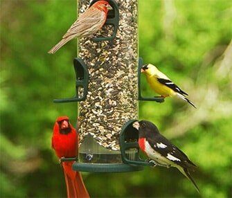 goldfinch