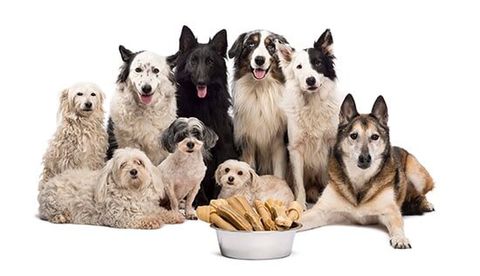 Group of dogs with a bowl full — Dog & Cat Food and Supplies Offered by The Wild Birdhouse & Pet Supplies in Bernalillo, NM, USA