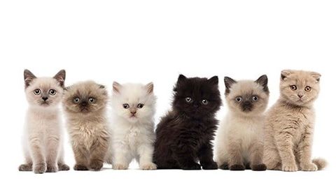 Group of British shorthair and longhair kittens sitting — Dog & Cat Food and Supplies Offered by The Wild Birdhouse & Pet Supplies in Bernalillo, NM, USA