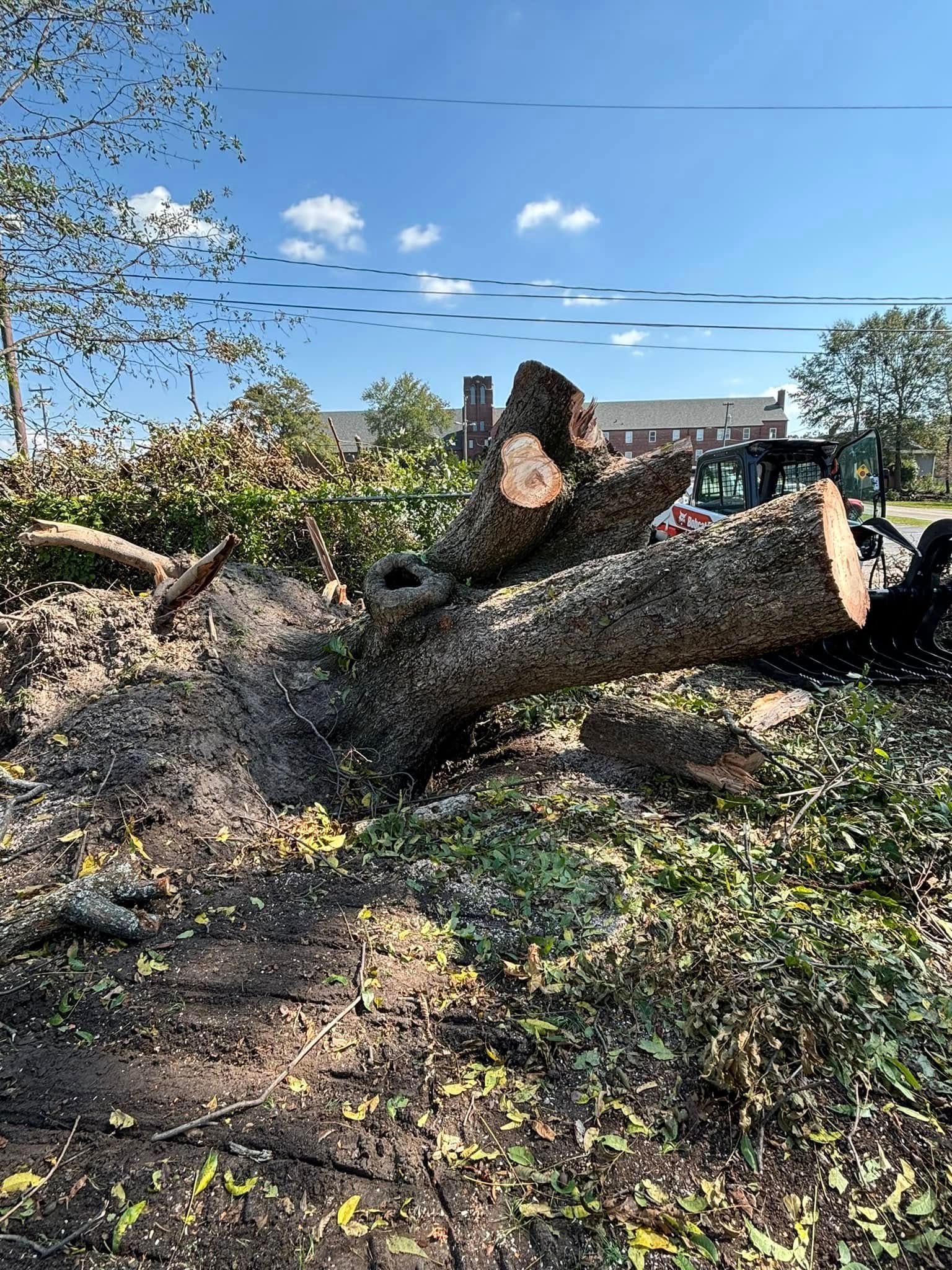 A large tree trunk and branches on the ground, possibly after being cut down