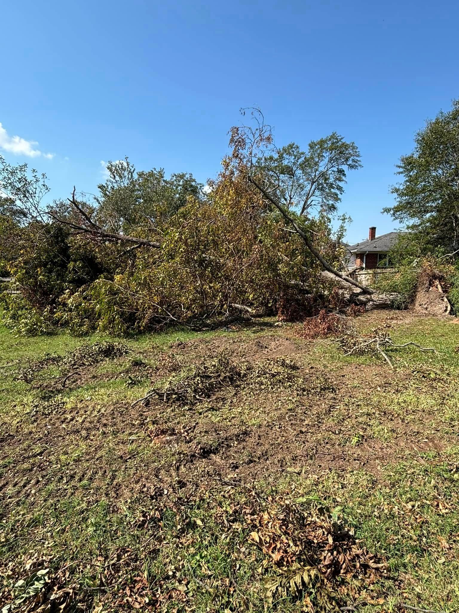 Fallen tree debris on a grassy lawn under a blue sky, with a weathered building in the background.