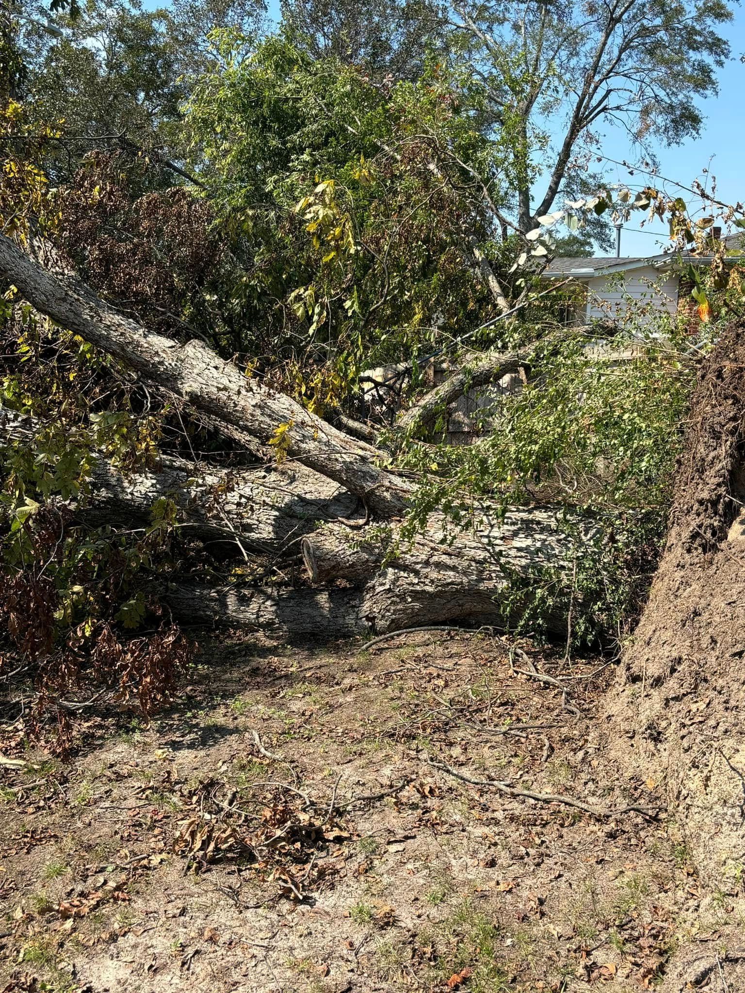 Fallen tree blocking a yard; logs are gray, foliage is green and brown.
