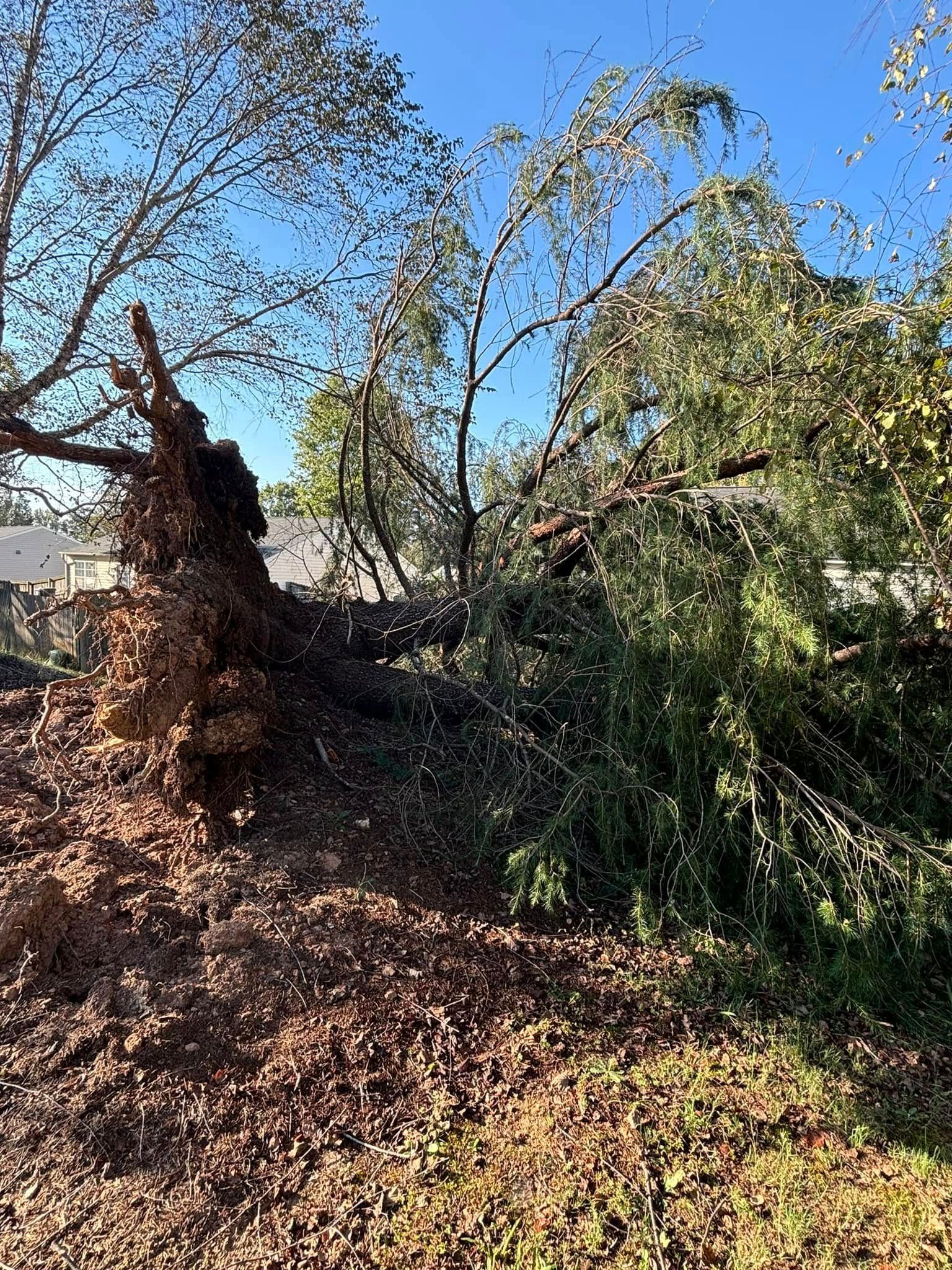 Fallen tree debris with uprooted trunk and branches blocking a yard. Brown leaves cover the ground under blue sky.