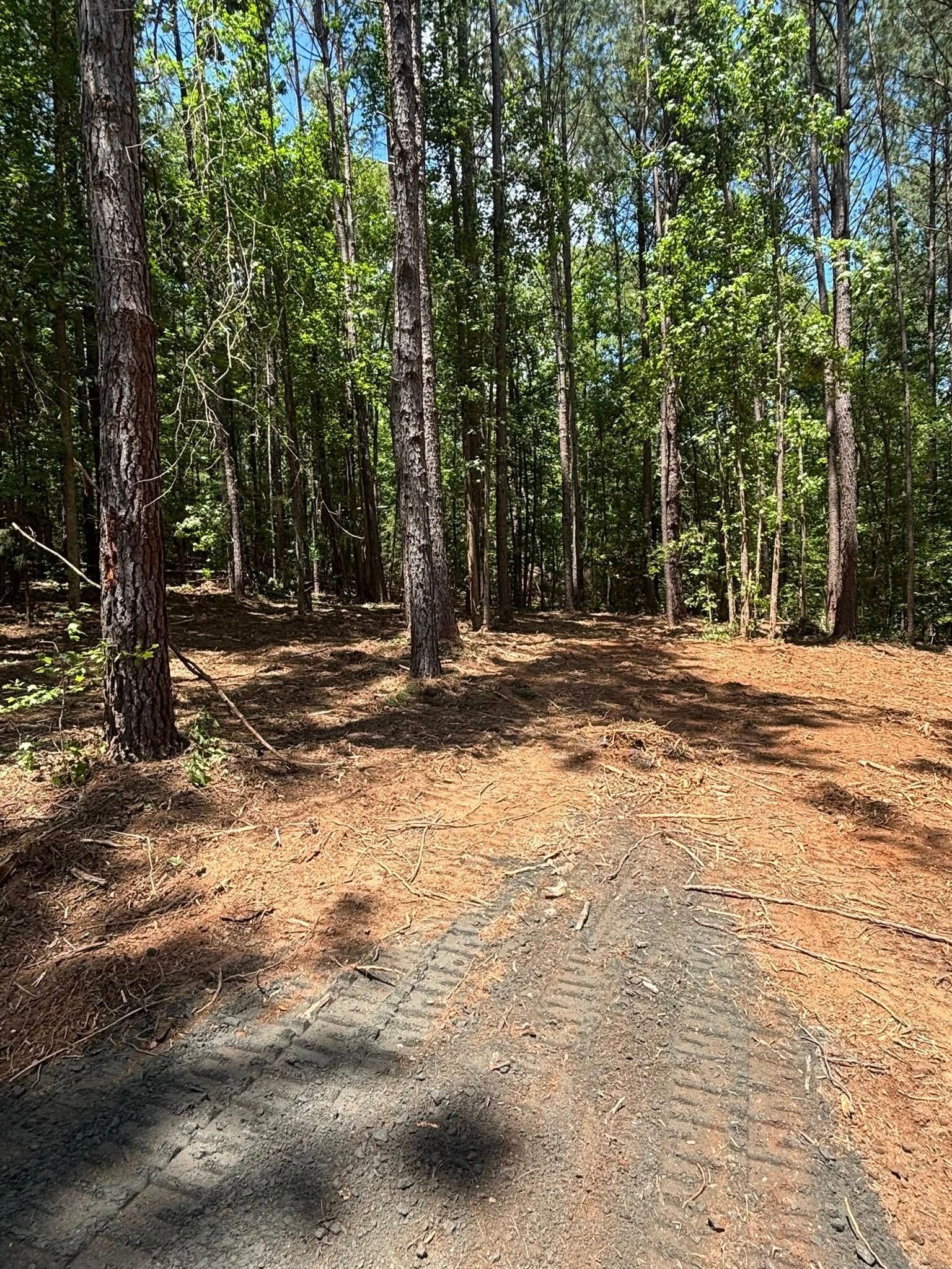 A gravel path leads into a sunny forest clearing, surrounded by tall trees with green leaves and brown trunks.
